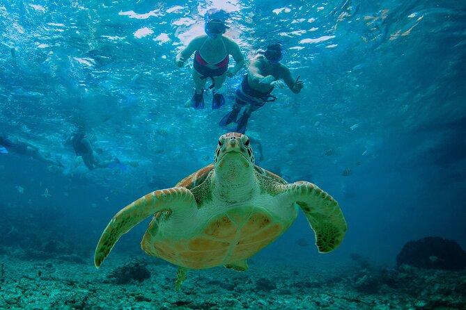 Hidden Cenote Swim: Snorkeling, Sea Turtles and Beachside Lunch - Entering the Cenote Zone Near Tulum