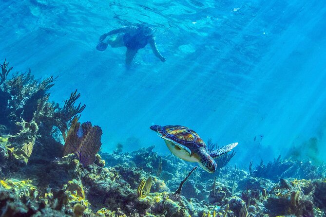 Hidden Cenote Swim: Snorkeling, Sea Turtles and Beachside Lunch - Price and Value for a $169 Half-Day That Can Run Longer