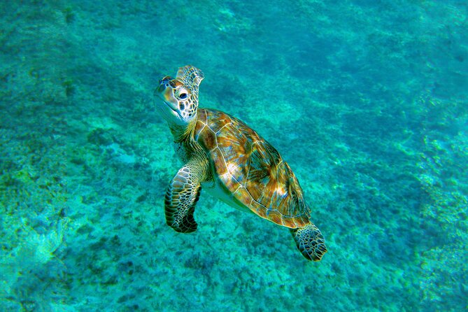 Hidden Cenote Swim: Snorkeling, Sea Turtles and Beachside Lunch - Getting Picked Up Without Losing Your Mind