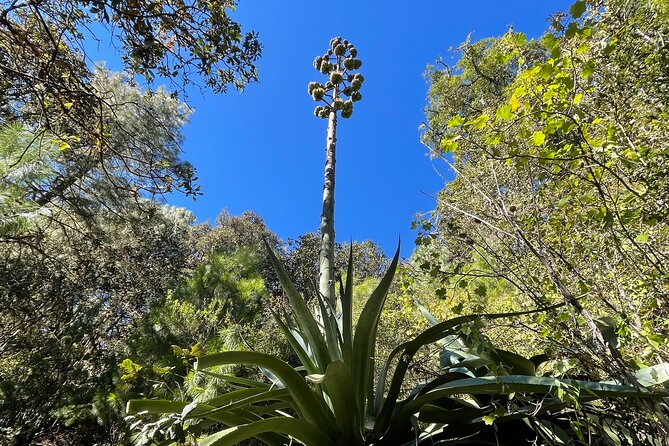 Hiking in the Sierra Norte of Oaxaca - The Second Half: Trail Snacks and A Big Mountain Meal