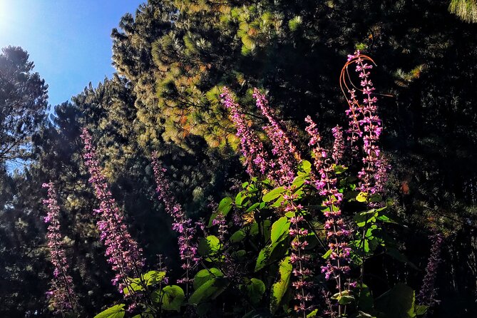 Hiking in the Sierra Norte of Oaxaca - Transportation and Time: How the Day Really Flows