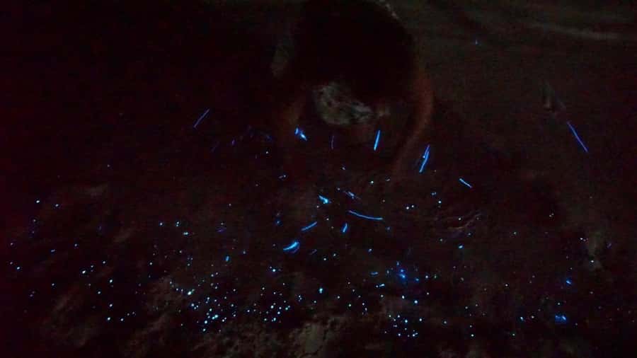 Holbox: Bioluminescence Kayaking and Stargazing - The Night Swim: What Bioluminescence Looks Like Up Close
