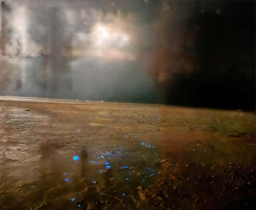 Holbox: Bioluminescence Kayaking and Stargazing - Stargazing After Dark: Constellations and Clear-Sky Luck