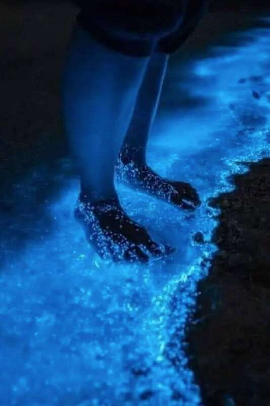 Holbox: Guided Bioluminescence Kayaking Tour - Key things I think you will enjoy most