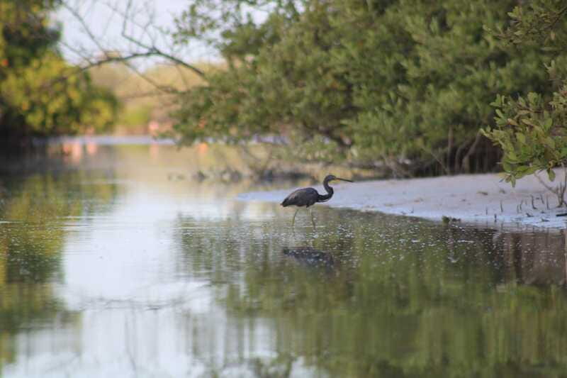 Holbox: Guided Sunrise/Sunset Kayak Tour by Mangrove Reserve - Should You Book This Sunrise Kayak in Holbox?