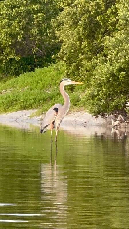 Holbox: Mangrove Sunset Kayak Tour - What to Bring, What Not to Do, and Paddling Reality Checks