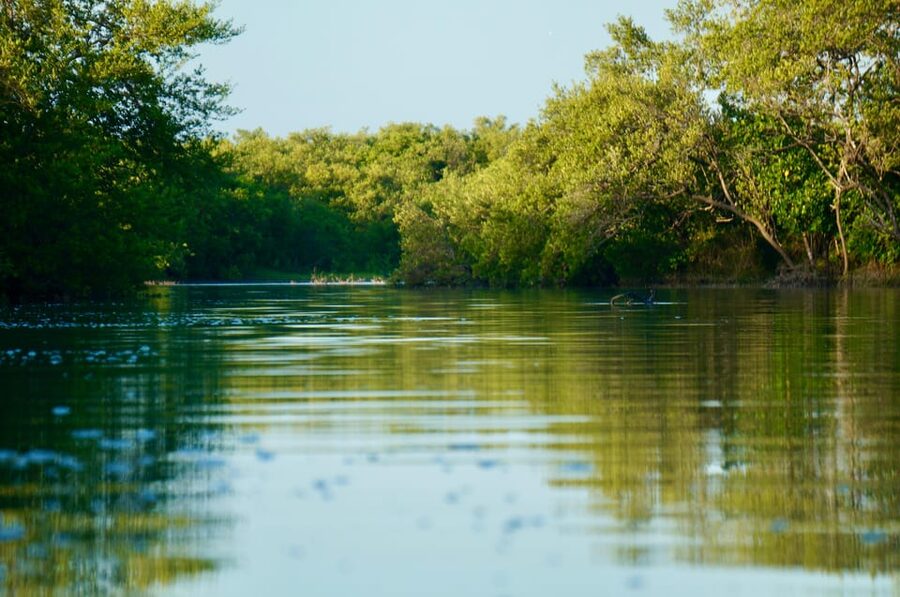 Holbox: Mangrove Sunset Kayak Tour - Bird Watching and Mangroves: What You Can Really Look For