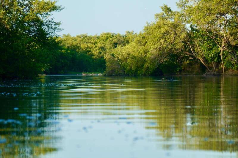 Holbox: Mangrove Sunset Kayak Tour - What Comes Included, and How the $55 Price Adds Up