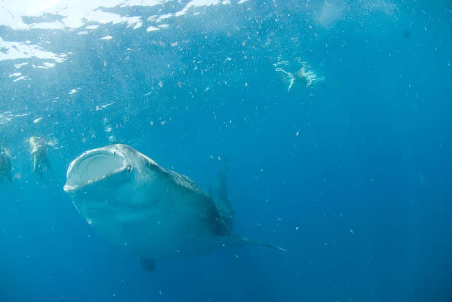 Holbox: Search and Swim with Whale Sharks ! All Inclusive. - Whale sharks in Holbox, not a theme-park moment