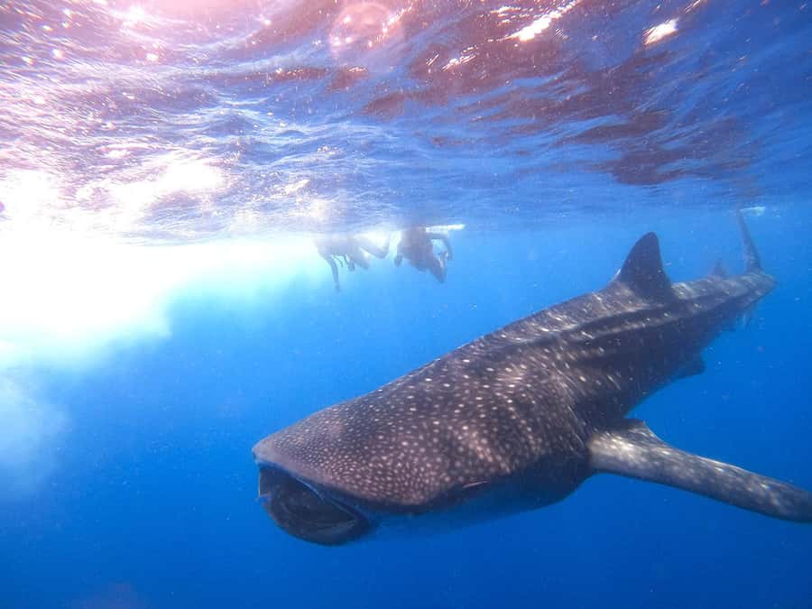 Holbox: Search and Swim with Whale Sharks ! All Inclusive. - The search and the secret stop: what happens when you finally find them