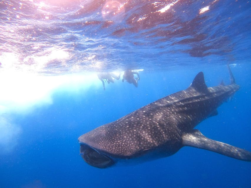 Holbox: Search and Swim with Whale Sharks ! All Inclusive. - Whale shark swimming logistics: what to do so you get your chance