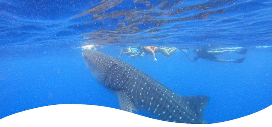Holbox: Search and Swim with Whale Sharks ! All Inclusive. - Food on board: breakfast, ceviche lunch, guacamole, and mango
