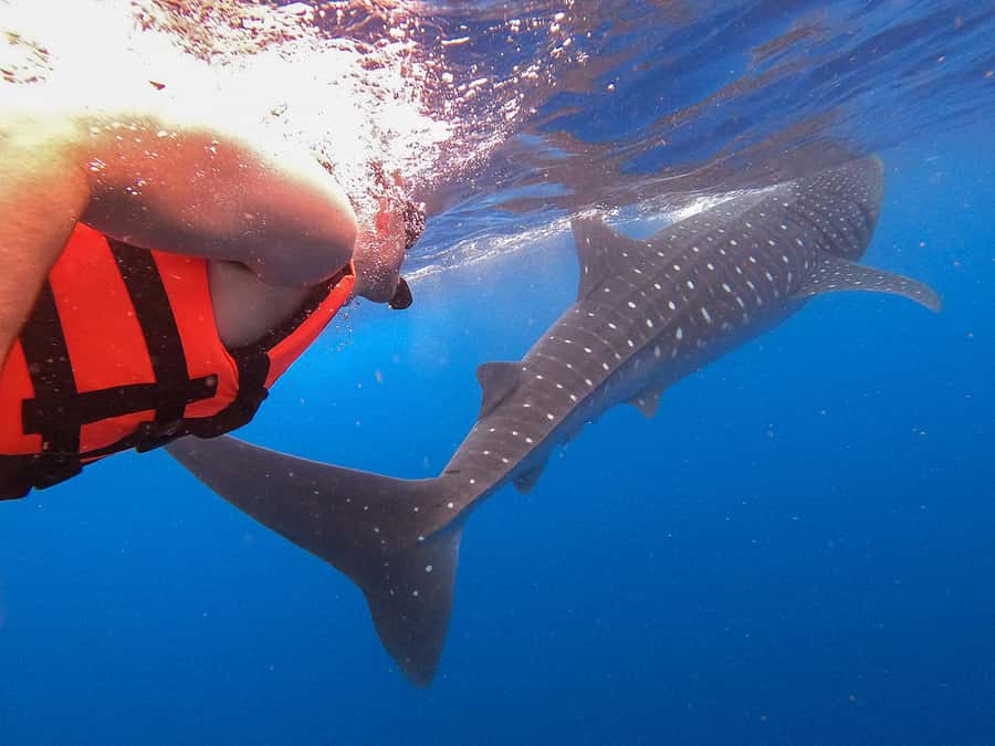 Holbox: Search and Swim with Whale Sharks ! All Inclusive. - Starting at Marina VIP Holbox: breakfast, safety, and the first look