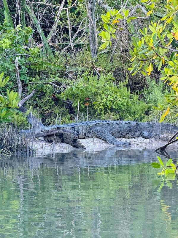 Holbox: Sunrise & Mangrove Kayak Tour - Why Holbox sunrise from a kayak feels different than a typical morning tour