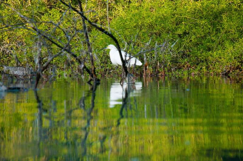 Holbox: Sunrise & Mangrove Kayak Tour - American crocodiles in their habitat: close enough to notice, far enough to respect