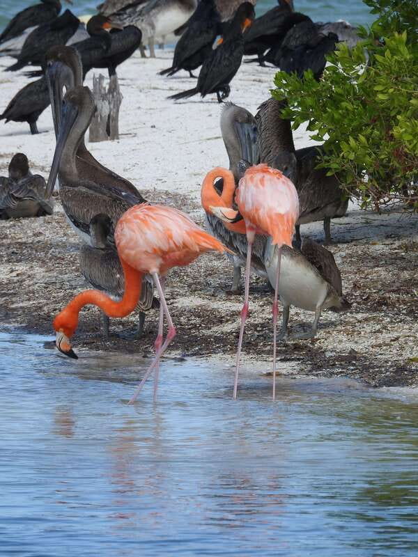 Holbox: Yum Balam Reserve Classic Boat Tour - Quick hits