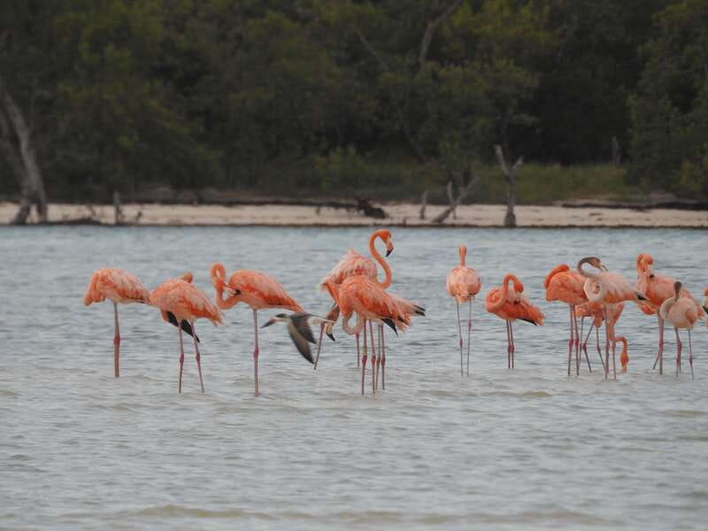 Holbox: Yum Balam Reserve Classic Boat Tour - Why this boat tour feels more peaceful than most Holbox excursions