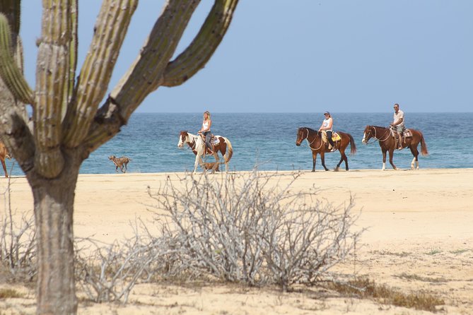 Horseback Riding Tour in Cabo San Lucas - Hotel Pickup, Orientation, and Choosing the Right Horse