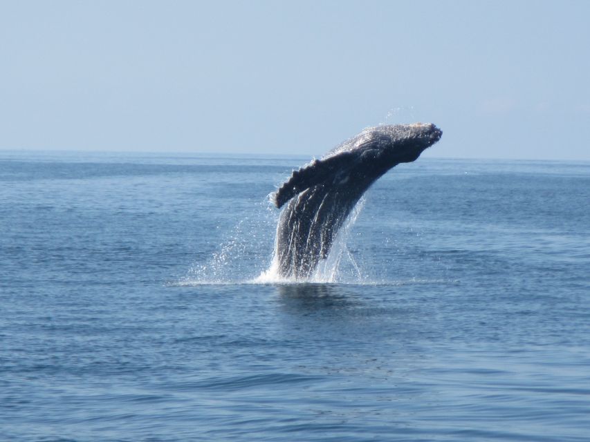 Huatulco: Bays Boat Tour with Snorkeling and Hotel Pickup - Wildlife Watching on Open Water: Dolphins, Turtles, and Birds