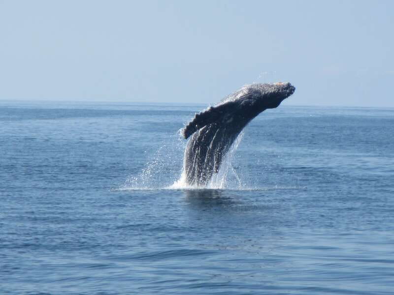 Huatulco: Bays Boat Tour with Snorkeling and Hotel Pickup - Bufadero and the Mixteco Face, Plus a Turtle-Shaped Island
