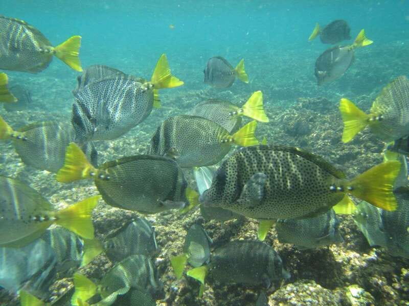 Huatulco: Bays Boat Tour with Snorkeling and Hotel Pickup - Maguey Bay: Swim Time and the Seafood Lunch You Pay For