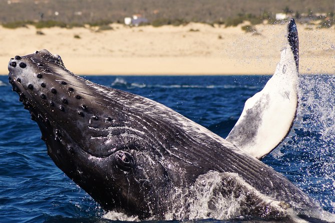 Humpback Whales in Cabo San Lucas - Start with Cabo’s icons: Beach views, El Arco, and sea lions