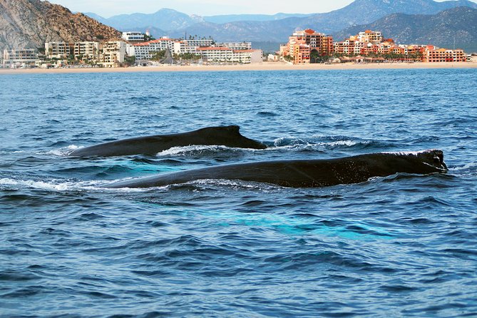 Humpback Whales in Cabo San Lucas - Onboard marine biologist: why the learning actually helps your eyes