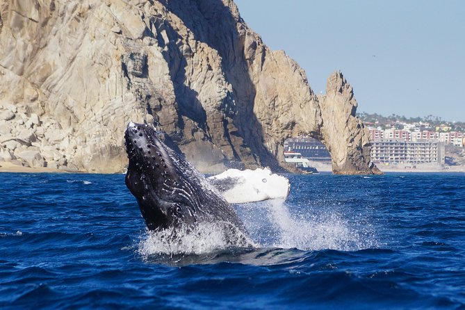 Humpback Whales in Cabo San Lucas - What “up close” means here, and how respect shapes the viewing