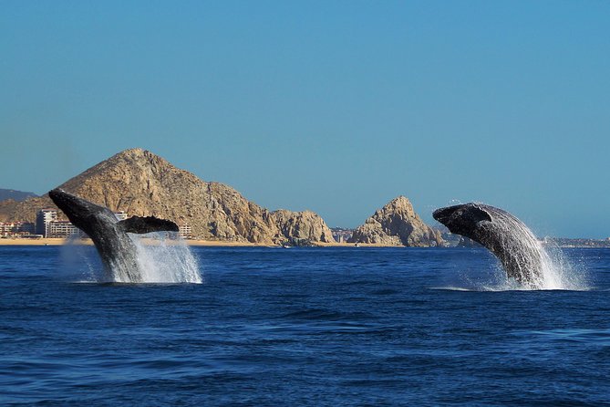 Humpback Whales in Cabo San Lucas - The itinerary in plain language: your two “sessions” on the water