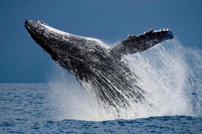 Humpback Whales in Cabo San Lucas - What to expect from humpback sightings: breaches, calves, and those “no way” moments