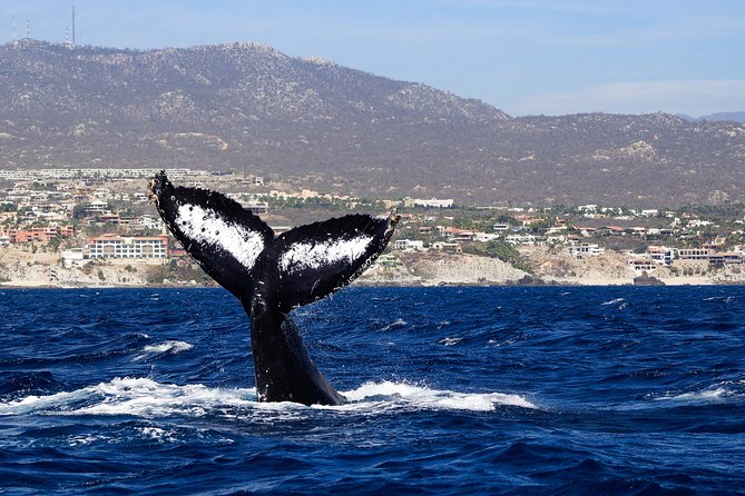 Humpback Whales in Cabo San Lucas - Best times to go: 08:00 or 11:00 for calmer water