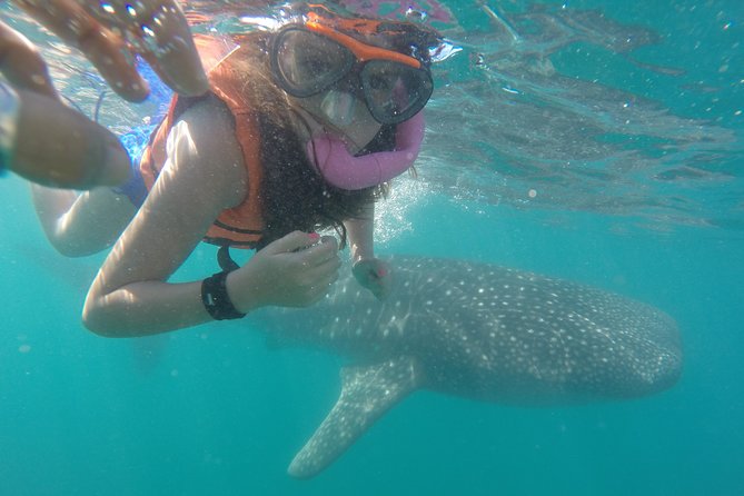 Intimate Eco-Friendly Whale Shark Encounter - Premium Service - Key highlights to know before you go