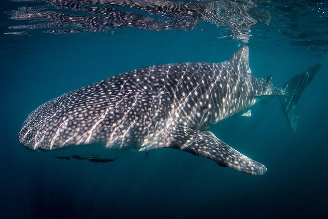 Intimate Eco-Friendly Whale Shark Encounter - Premium Service - La Paz whale shark snorkeling, but with more personal space