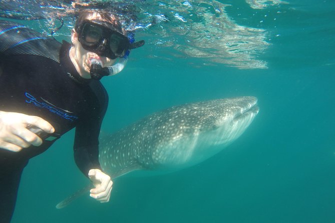 Intimate Eco-Friendly Whale Shark Encounter - Premium Service - Your 3-hour flow: from dock to shark encounter