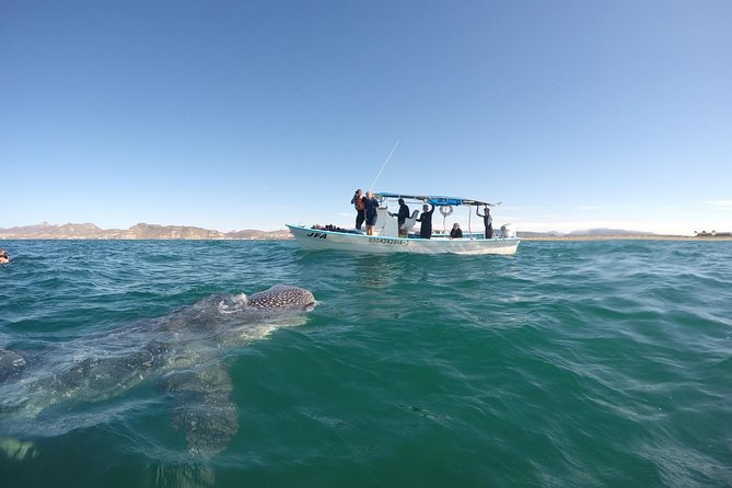 Intimate Eco-Friendly Whale Shark Encounter - Premium Service - Included gear and what to bring (so you do not lose time)