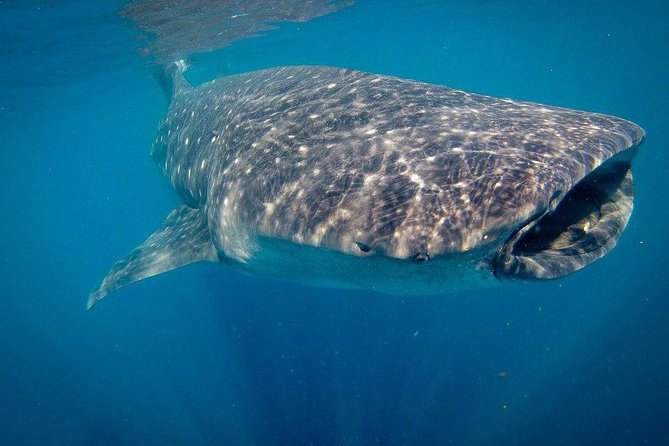 Intimate Eco-Friendly Whale Shark Encounter - Premium Service - Safety, but in a way that still feels fun