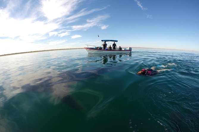 Intimate Eco-Friendly Whale Shark Encounter - Premium Service - Photos and video: what you get, and a small watch-out