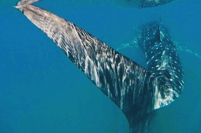 Intimate Eco-Friendly Whale Shark Encounter - Premium Service - Is $268.24 worth it? Here is how I would judge the value