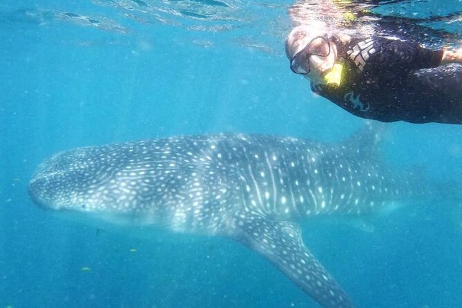 Intimate Eco-Friendly Whale Shark Encounter - Premium Service - The eco-friendly part that you will actually notice