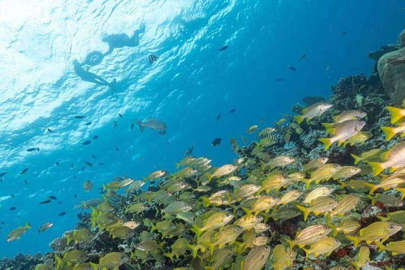 Isla Mujeres: Snorkel Tour at Musa and Manchones Reef - Why Musa’s underwater sculptures feel different from typical snorkeling