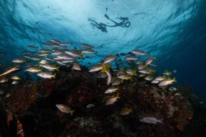 Isla Mujeres: Snorkel Tour at Musa and Manchones Reef - Who this Isla Mujeres snorkel tour suits best