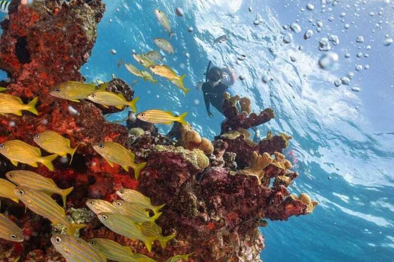 Isla Mujeres: Snorkel Tour at Musa and Manchones Reef - Make your day smoother: smart expectations for Musa and Manchones