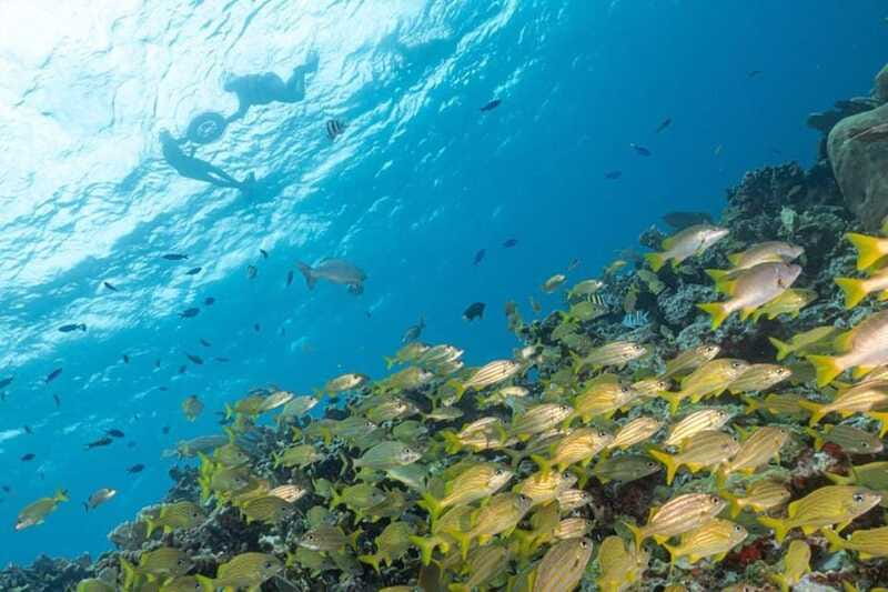 Isla Mujeres: Snorkel Tour at Musa and Manchones Reef - Should you book the Musa and Manchones snorkel tour?