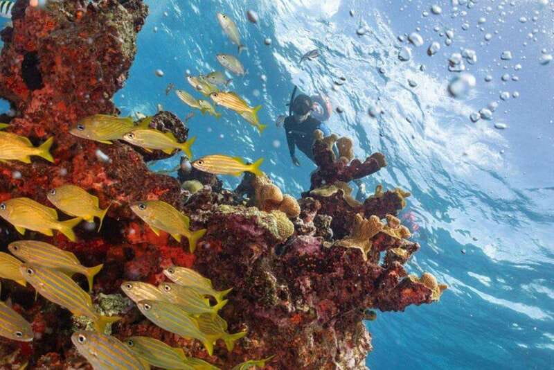 Isla Mujeres: Snorkel Tour at Musa and Manchones Reef - Manchones Natural Reef: the wildlife adds a second act