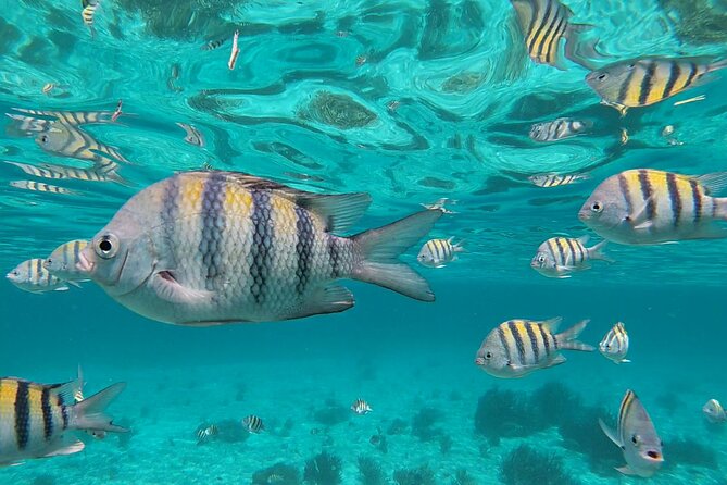 Isla Mujeres: Snorkeling Adventure at the Underwater Museum - Reefs, Art, and a Half-Day Pace That Fits Real Life