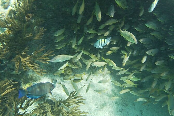 Isla Mujeres: Snorkeling Adventure at the Underwater Museum - MUSA Underwater Museum of Art: Sculptures, Fish, and Sting Rays