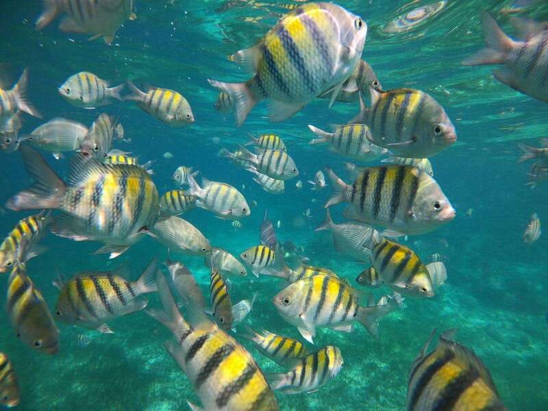 Isla Mujeres: Snorkeling Adventure at the Underwater Museum - The Real Value of This $57 Price Tag