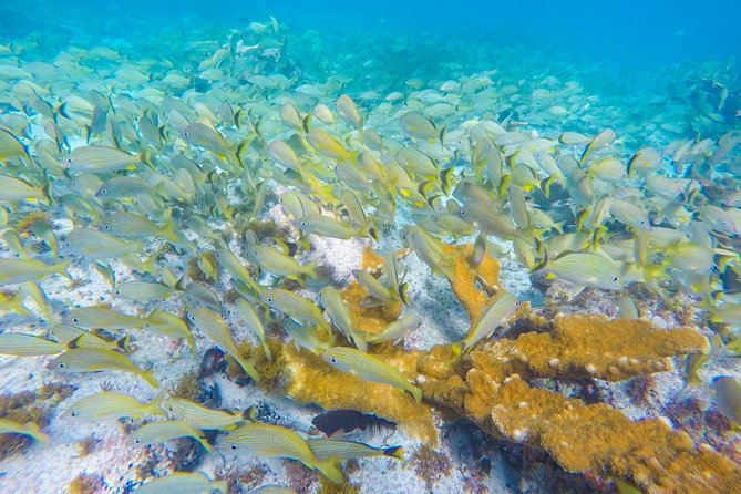 Isla Mujeres Snorkeling Tour Adventure - Stop 2 at MUSA: statues, curiosity, and a bit less action