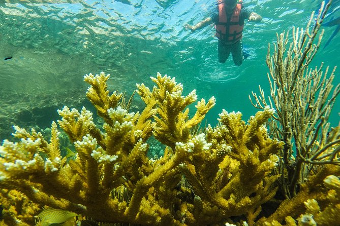 Isla Mujeres Snorkeling Tour Adventure - Stop 3 at Manchones: bigger reef time for more coral and more chances