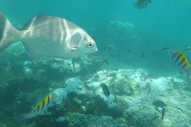 Ixtapa Island Tour - Key Things I’d Prioritize Before You Go